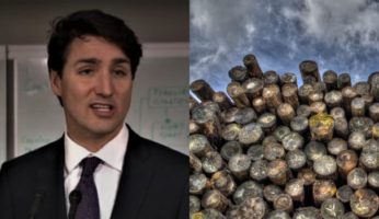 Trudeau Had Softwood Deal With Obama, Waited For Better Deal From Trump