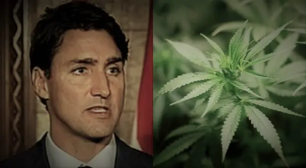 Trudeau Government Marijuana Legalization