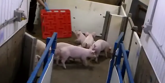 Canada China Pig Exports